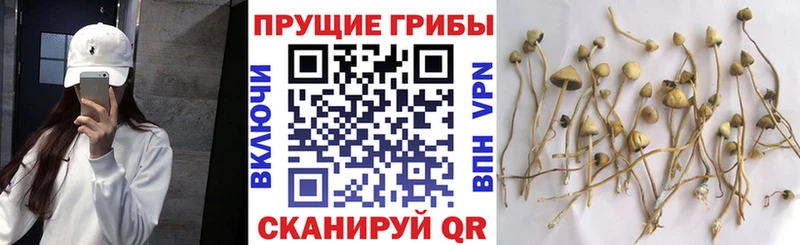Псилоцибиновые грибы Magic Shrooms  Глазов 